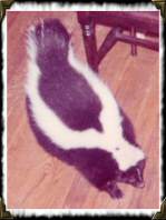 Spartacus the obese skunk